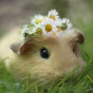 Meet your Posher, Bee